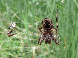 Spider Arachnid Agalenatea Redii