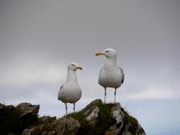 Seagulls Wales Sky