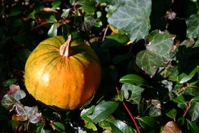 Gourd Autumn Leaves