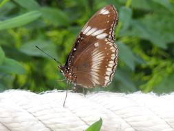 Butterfly Insect brown on a blurred background