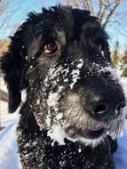 Dog Goldendoodle Pet face