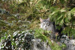 grey Cat on stone beneath tree