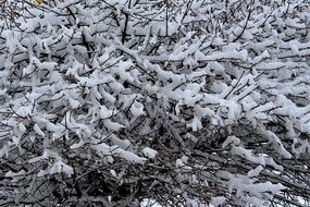 Winter Snow Tree