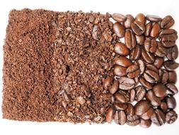 various coffee seeds