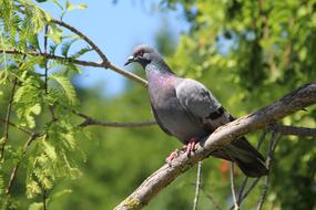 Dove on Branch