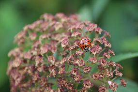 Ladybug Points Lucky