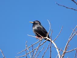 black starling on a tree on a sunny day