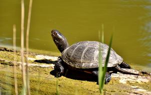 turtle walks on a log on the shore of a pond
