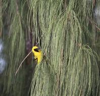 Bird Yellow green grass