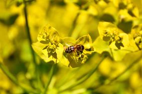 Flowers Summer Yellow and bees