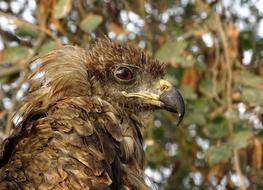 Bird Portrait Avian