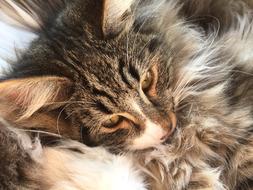 cat fur sleep