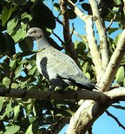 grey Dove on tree