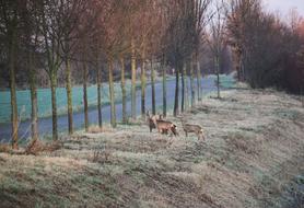 Deer Wildwechsel Road