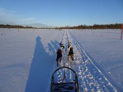 Husky Huskies Winter