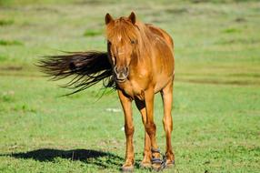 Horse Animal green grass