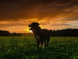 Dog Sun grass