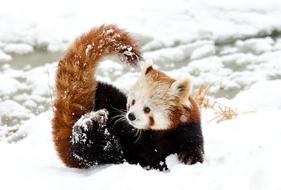 Chinese Panda Red Snow