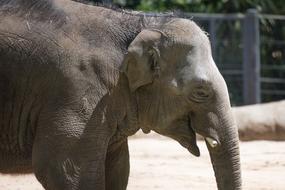 Profile portrait of the cute and beautiful elephant, in sunlight, near the fence