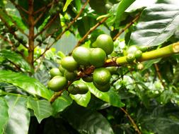 tropical coffee tree
