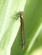 dragonfly on a green leaf in a blurred background
