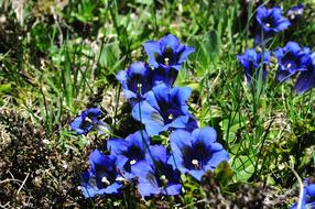 Nature Gentian Alpine