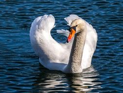 beautiful white Swan on Water