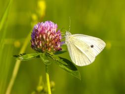 White Butterfly feeding on red clower