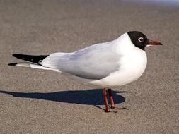 Black Headed Gull standing on sand