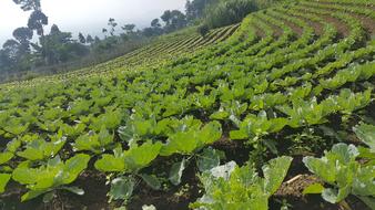 green colorful field