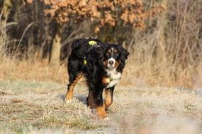 black and white dog walking on dry grass