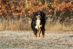 Bernese Dog runing