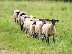 livestock of sheep on green grass