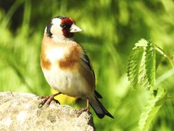 goldfinch, Songbird on stone in Garden
