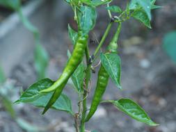green peppers on a bush