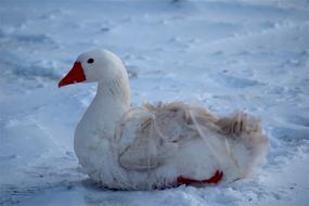 white goose in the snow close up