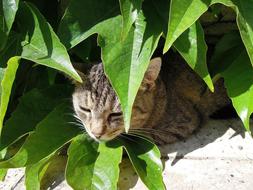 Kitten Tabby Domestic green leaves