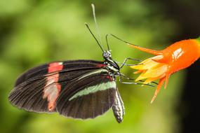 Black and Red Butterfly on plant