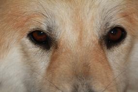 Dog Eyes Close Up