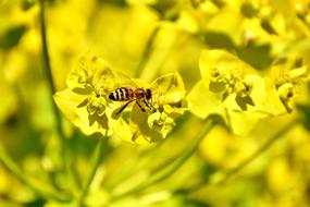 Yellow Flowers at Summer