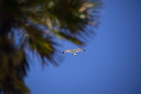 seagull in flight over a palm tree on a sunny day