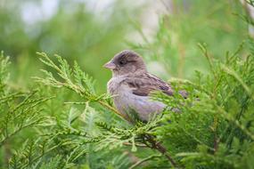 Sparrow Bird Tree green