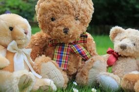 Bears Soft Toy