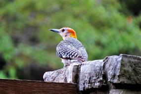 colorful woodpecker on blurred background