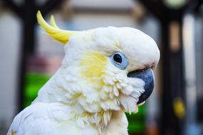 portrait of Parrot Cockatoo Bird