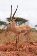 Gazelle Kenya Safari