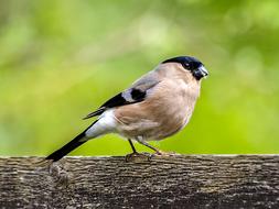 bullfinch close up on blurred background