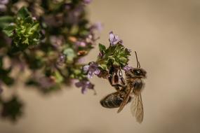 Bee Insect and violet Blossom