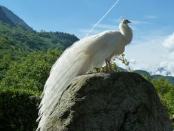 charmingly cute White Peacock Bird