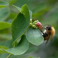 bee on an inflorescence in green leaves on a blurred background
